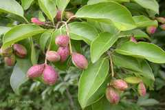 Terminalia chebula